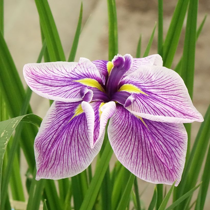 Iris du Japon - Iris ensata Dinner plate Cheese Cake (Floraison)
