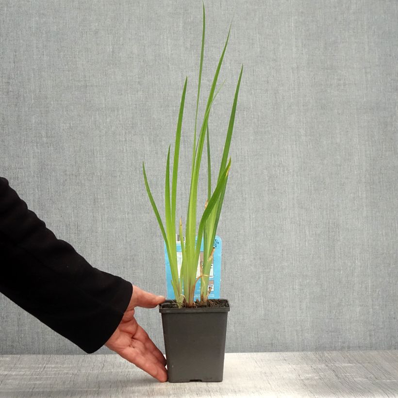 Spécimen de Iris du Japon - Iris ensata Dinner plate Cheese Cake Godet de 8/9 cm tel que livré au printemps