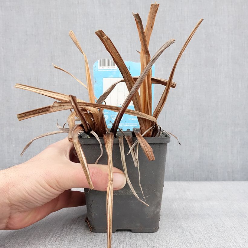 Spécimen de Iris du Japon - Iris ensata Dinner Plate Cupcake Godet de 8/9 cm tel que livré en hiver