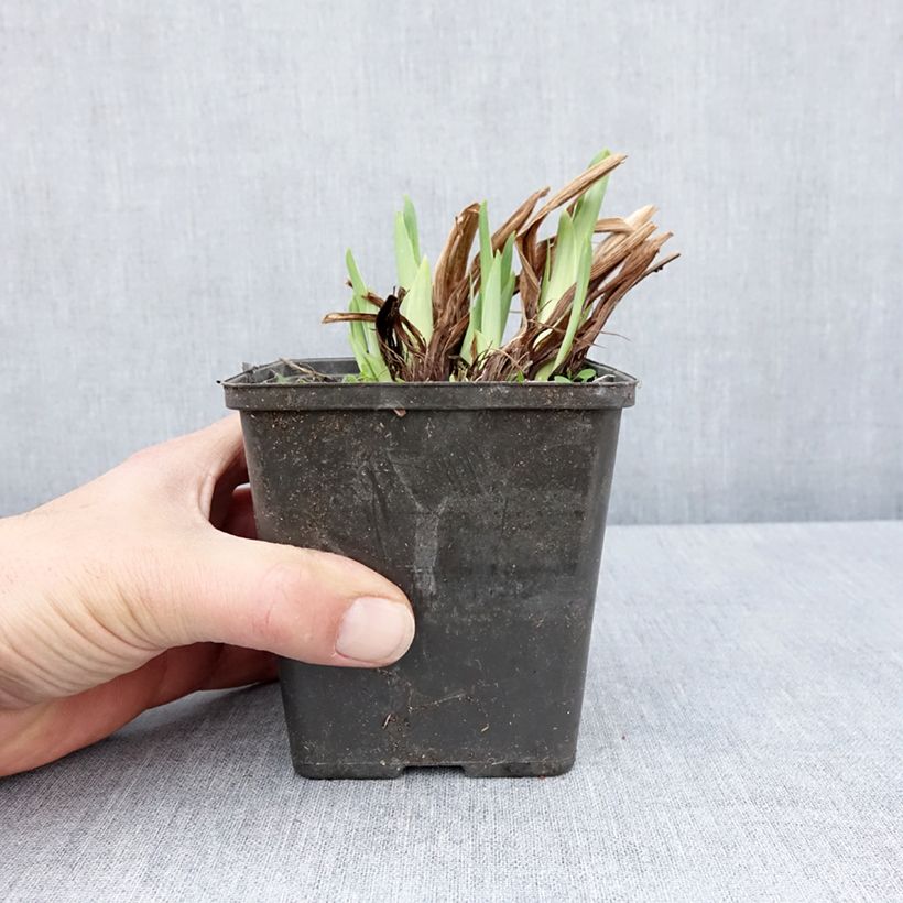 Spécimen de Iris du Japon - Iris ensata Dinner Plate Cupcake Godet de 8/9 cm tel que livré au printemps