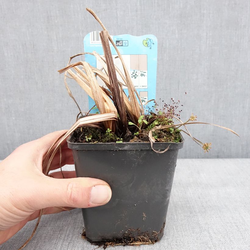 Spécimen de Iris du Japon - Iris ensata Dinner Plate Ice Cream Godet de 8/9 cm tel que livré en hiver