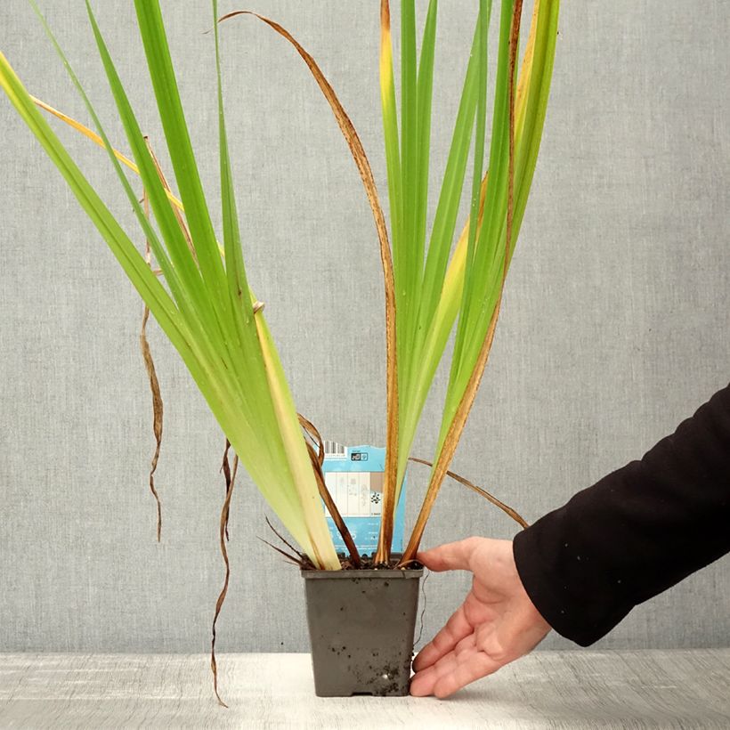 Spécimen de Iris du Japon - Iris ensata Dinner Plate Jell-O Pot de 1L/1,5L tel que livré en automne