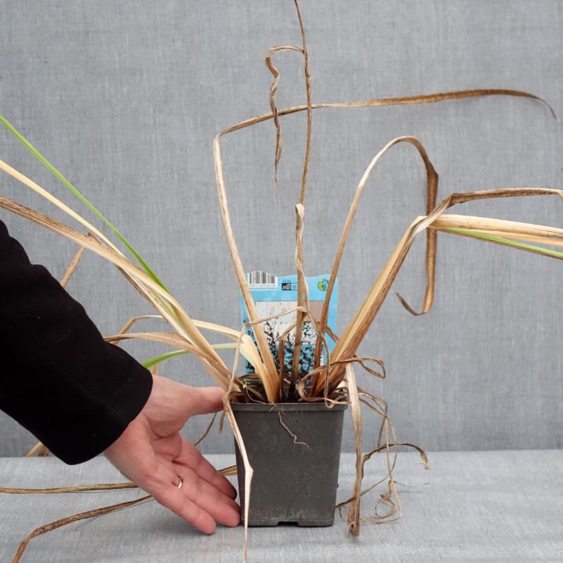 Spécimen de Iris du Japon - Iris ensata Dinner Plate Jell-O Pot de 1L/1,5L tel que livré en hiver