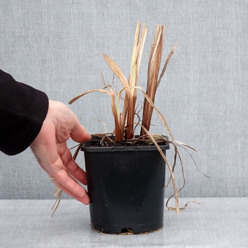 Spécimen de Iris du Japon - Iris ensata Dinner Plate Sundae Pot de 2L/3L tel que livré en hiver