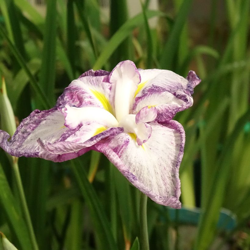 Iris du Japon - Iris ensata Dinner Plate Tiramisu (Floraison)