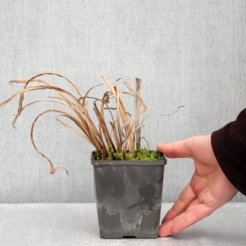 Spécimen de Iris du Japon - Iris ensata Dinner Plate Tiramisu Godet de 8/9 cm tel que livré en hiver