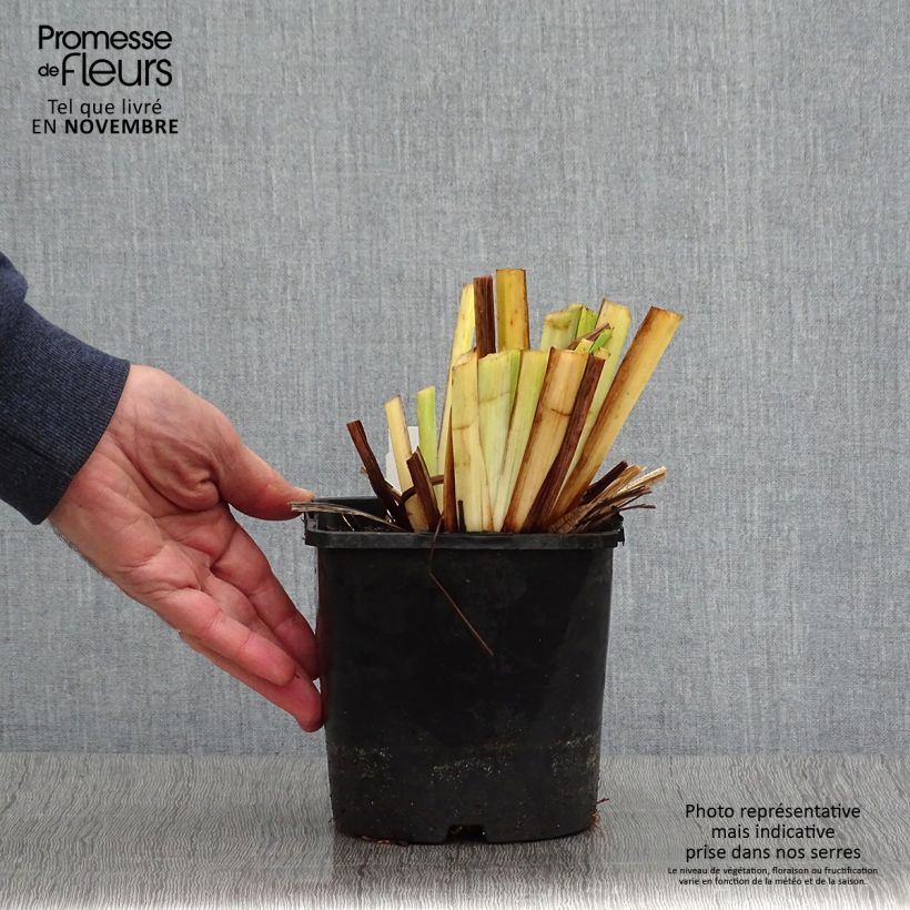 Spécimen de Iris du Japon - Iris ensata Dinner Plate Tiramisu Pot de 2L/3L tel que livré en automne