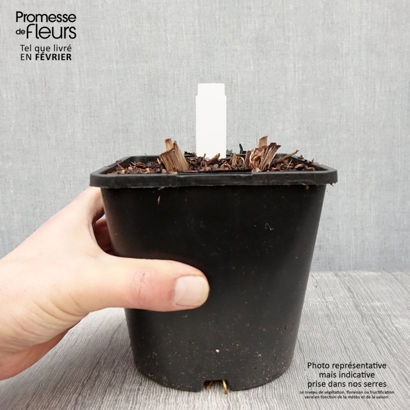 Spécimen de Iris du Japon - Iris ensata Dinner Plate Tiramisu Pot de 2L/3L tel que livré en hiver