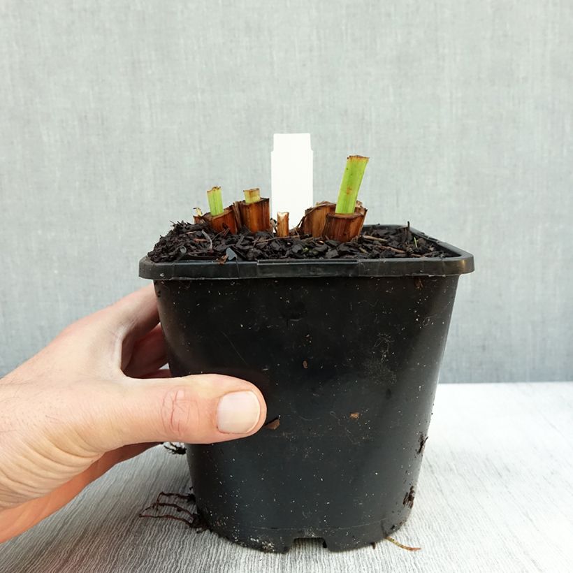 Spécimen de Iris du Japon - Iris ensata Dinner Plate Tub Tim Grob Pot de 2L/3L tel que livré en automne