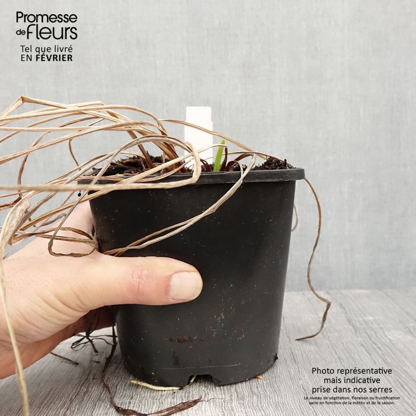 Spécimen de Iris du Japon - Iris ensata Dinner Plate Tub Tim Grob Pot de 2L/3L tel que livré en hiver