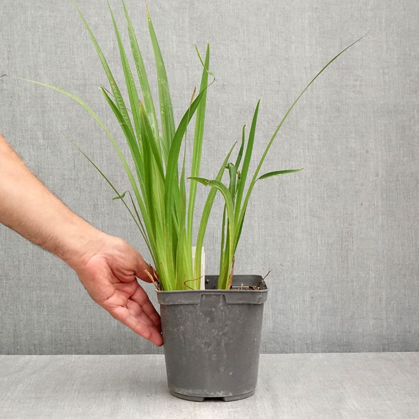 Spécimen de Iris du Japon - Iris ensata Harlequinesque Pot de 2L/3L tel que livré en automne