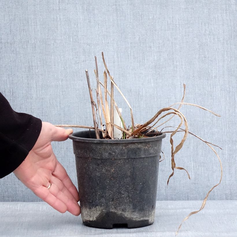 Spécimen de Iris du Japon - Iris ensata Harlequinesque Pot de 2L/3L tel que livré en hiver