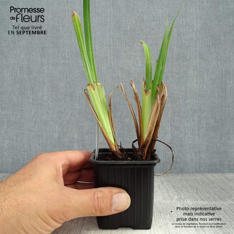 Spécimen de Iris du Japon - Iris ensata Lady in Waiting Godet de 8/9 cm tel que livré en automne
