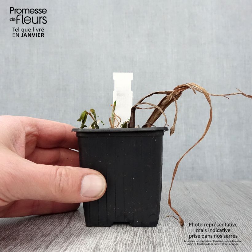 Spécimen de Iris du Japon - Iris ensata Lady in Waiting Godet de 8/9 cm tel que livré en hiver