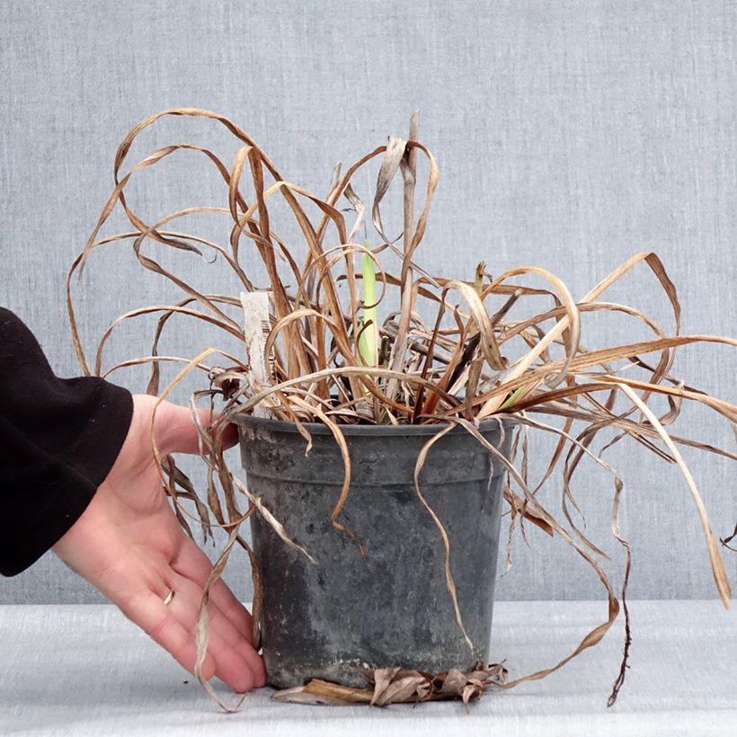 Spécimen de Iris du Japon - Iris ensata Sugar Dome Pot de 2L/3L tel que livré en hiver