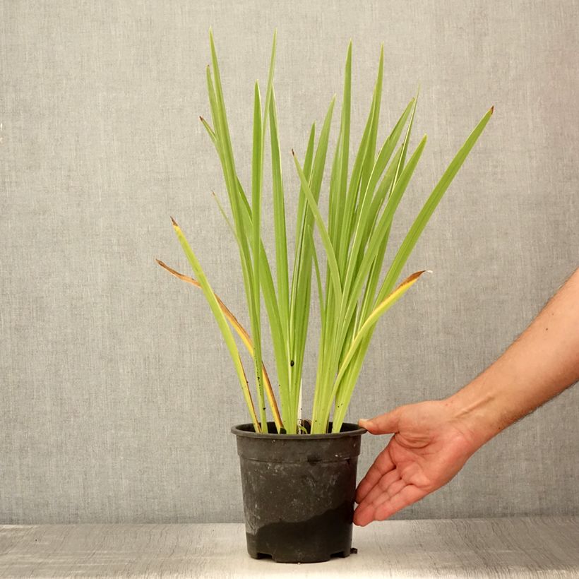 Spécimen de Iris du Japon - Iris ensata Variegata Pot de 2L/3L tel que livré en été
