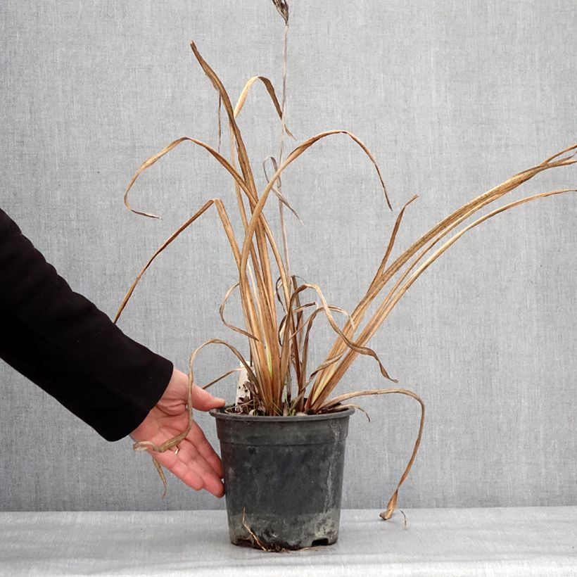 Spécimen de Iris du Japon - Iris ensata Variegata Pot de 2L/3L tel que livré en hiver