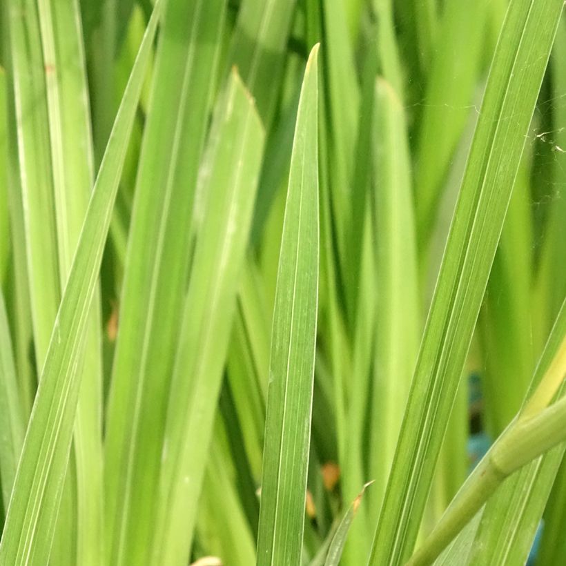 Iris du Japon - Iris ensata White Ladies (Feuillage)
