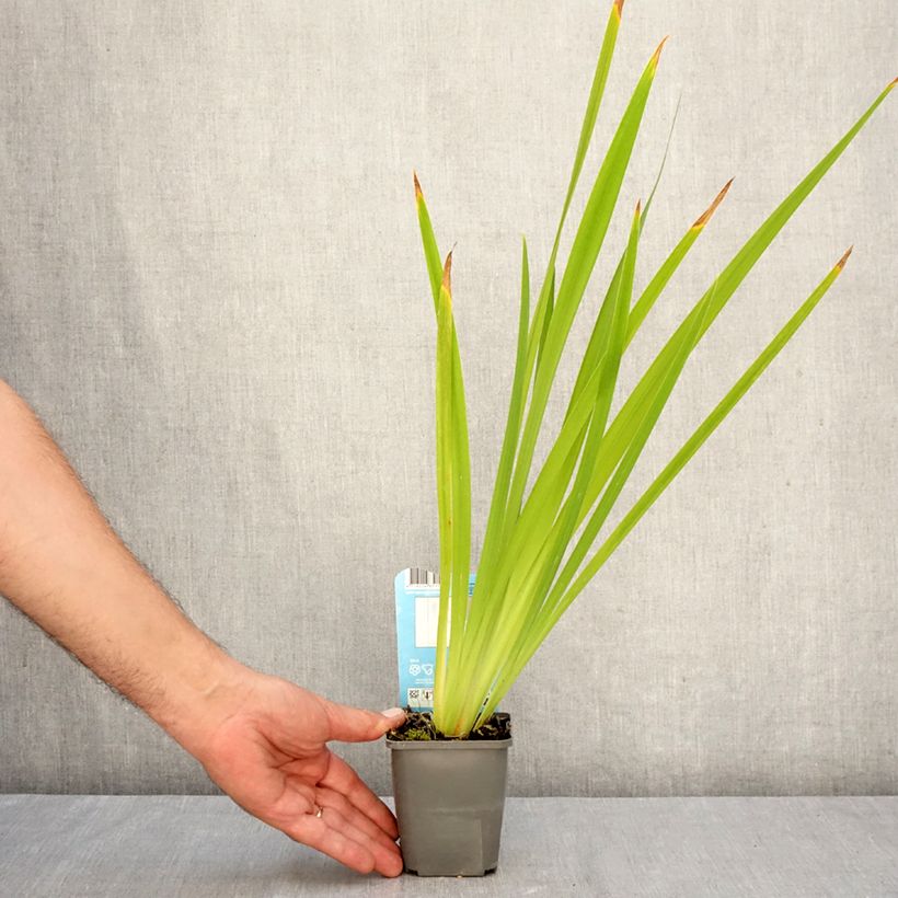 Spécimen de Iris du Japon - Iris ensata White Ladies Godet de 8/9 cm tel que livré en automne