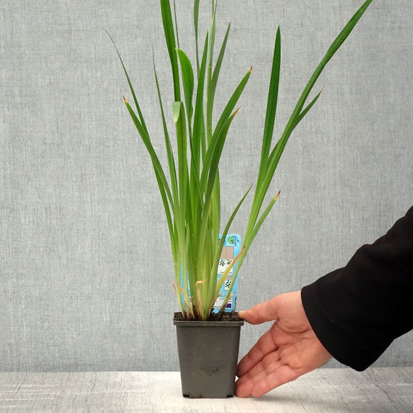 Spécimen de Iris du Japon - Iris ensata White Ladies Godet de 8/9 cm tel que livré au printemps