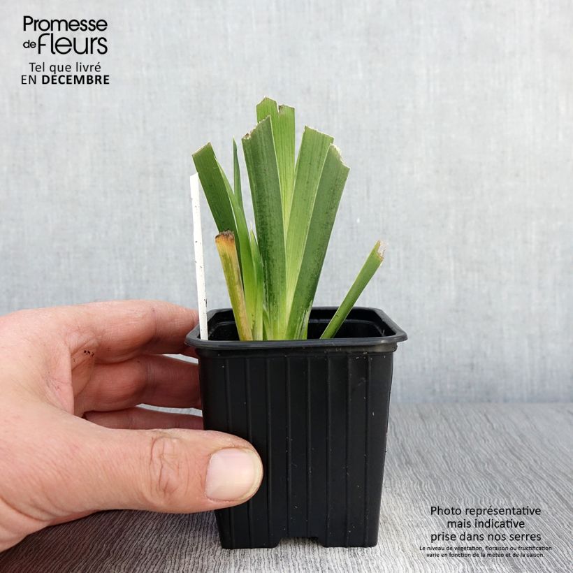 Spécimen de Iris foetidissima - Iris fétide Godet de 8/9 cm tel que livré en automne