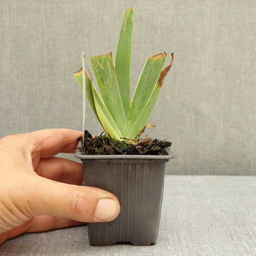 Spécimen de Iris germanica Accent Variegata - Iris des Jardins Godet de 8/9 cm, Calibre 4/6 tel que livré en automne