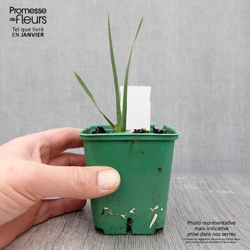 Iris germanica Agrippa - Bearded Iris 8/9 cm pot sample as delivered in winter