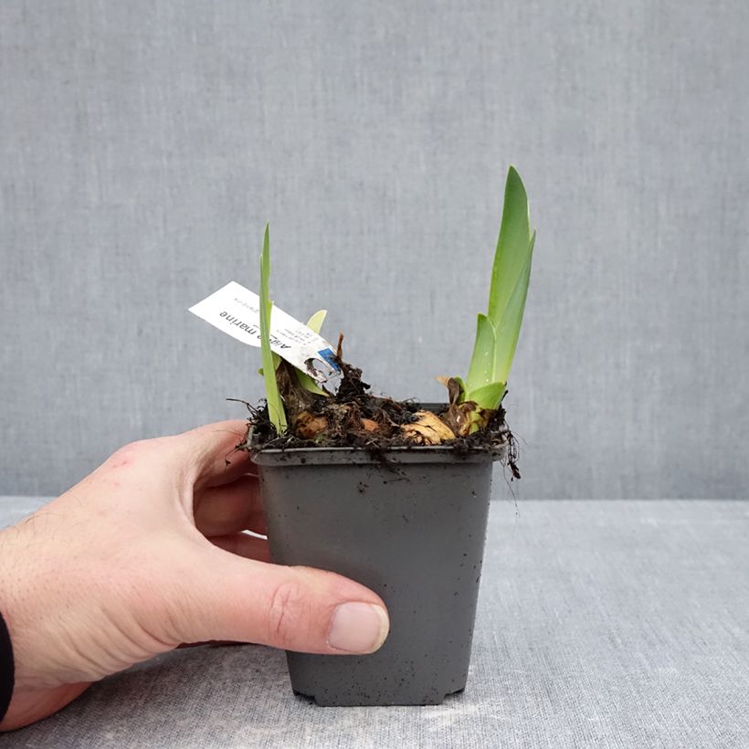 Spécimen de Iris germanica Aigue Marine - Iris des jardins Godet de 8/9 cm tel que livré en hiver