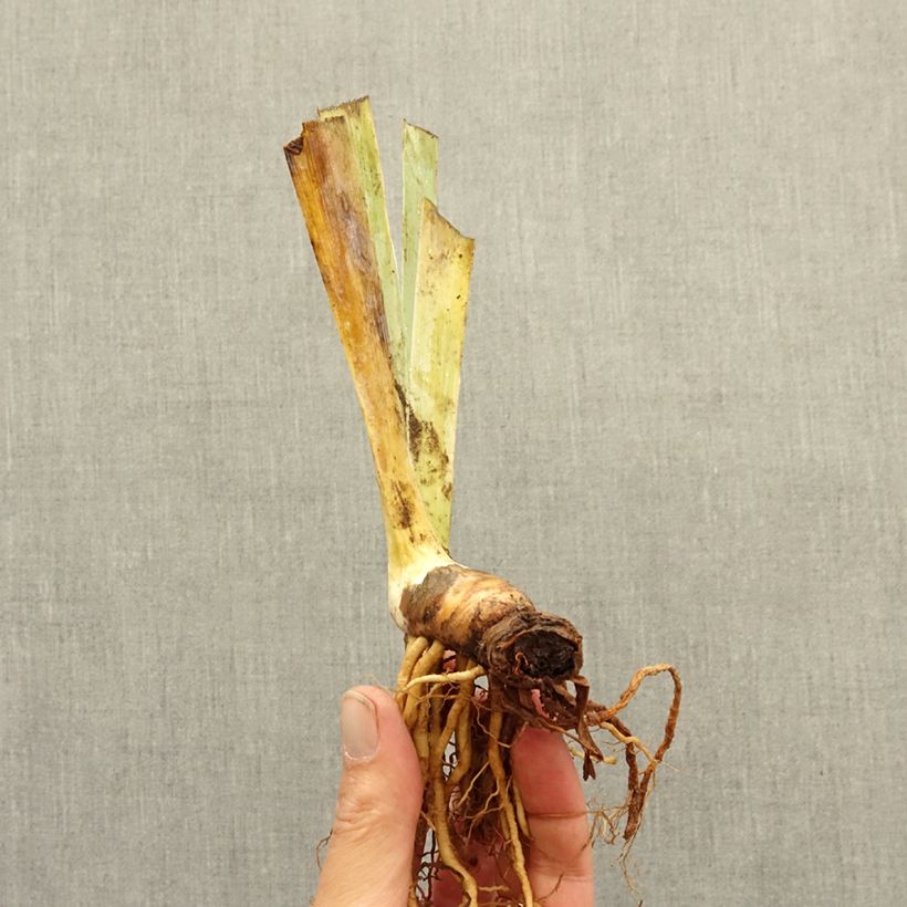 Spécimen de Iris germanica Alas - Iris des Jardins nain Rhizome tel que livré en hiver