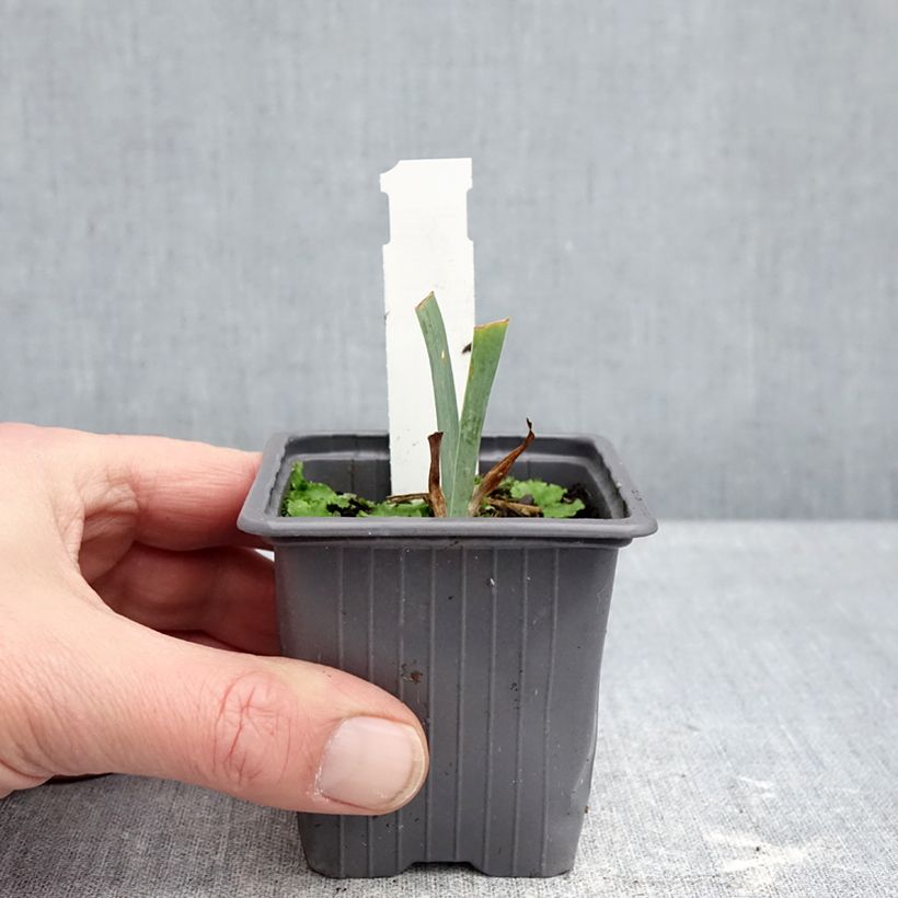 Spécimen de Iris germanica Antique Ivory - Iris des Jardins  Godet de 8/9 cm, Calibre 4/6 tel que livré en hiver