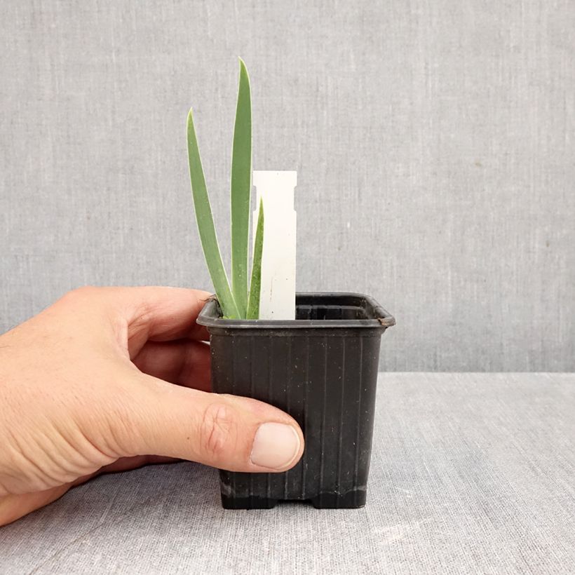 Spécimen de Iris germanica Arpège - Iris des Jardins Godet de 8/9 cm tel que livré en automne