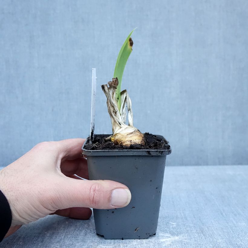 Spécimen de Iris germanica Autumn Encore - Iris des Jardins remontant Godet de 8/9 cm, Calibre 4/6 tel que livré en hiver