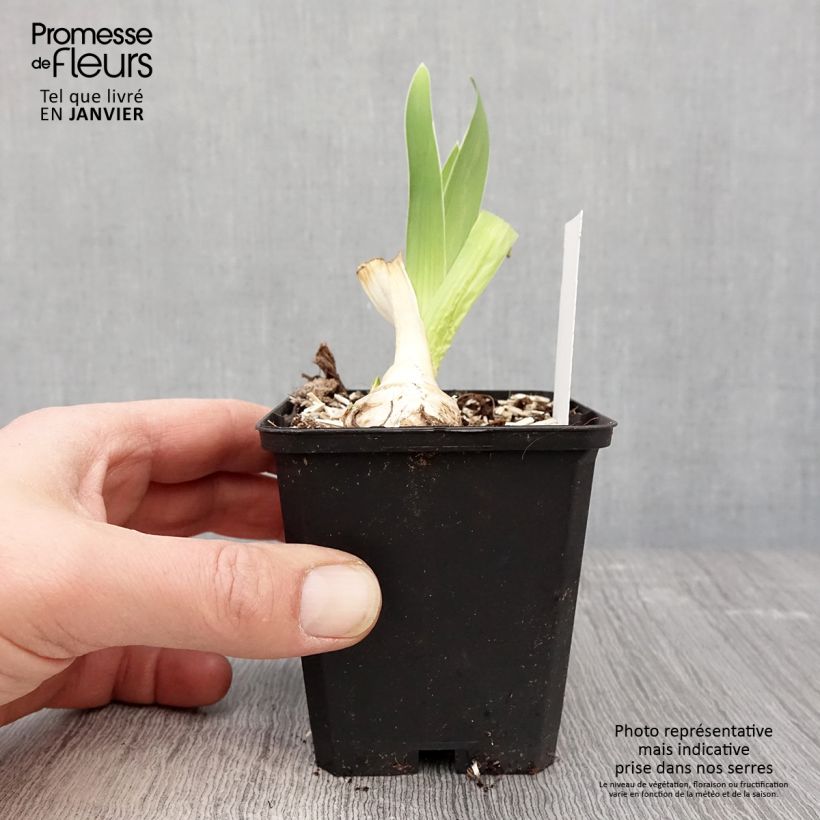 Spécimen de Iris germanica Babbling Brook - Iris des Jardins Godet de 8/9 cm, Calibre 4/6 tel que livré en hiver