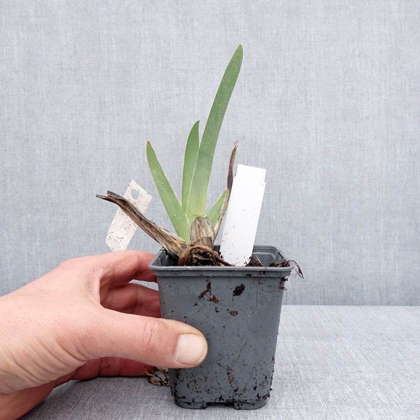 Spécimen de Iris germanica Baie des Anges - Iris des Jardins Godet de 8/9 cm tel que livré en hiver