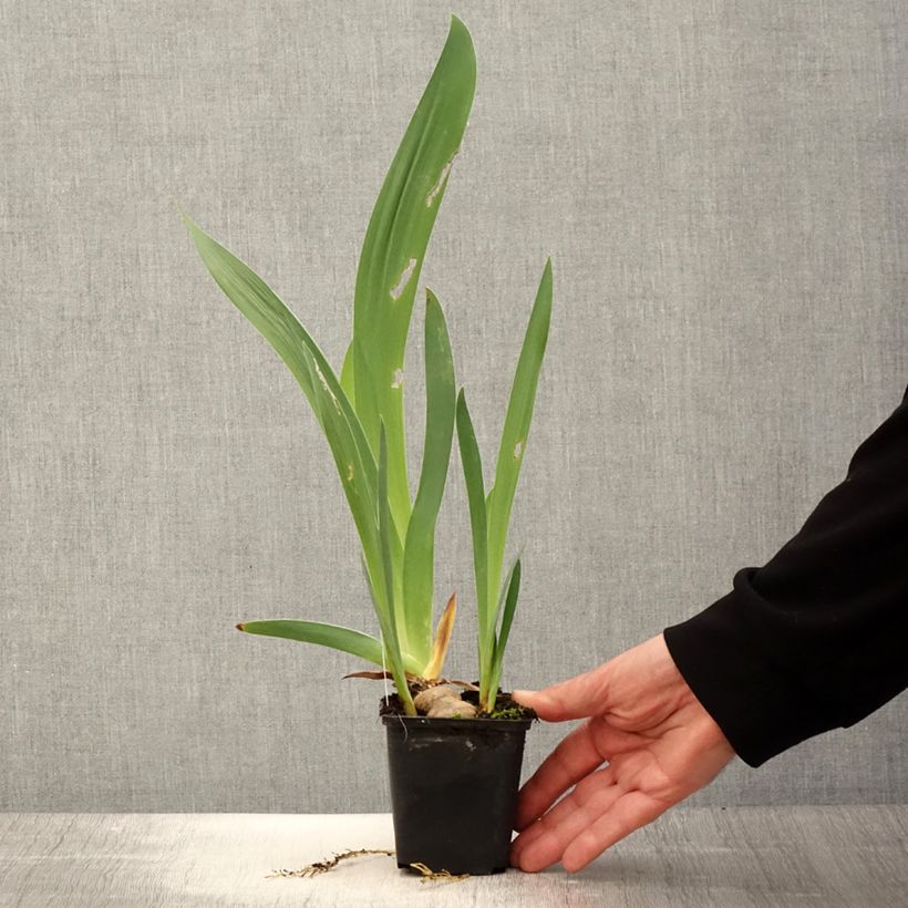 Spécimen de Iris germanica Baie des Anges - Iris des Jardins Godet de 8/9 cm tel que livré au printemps