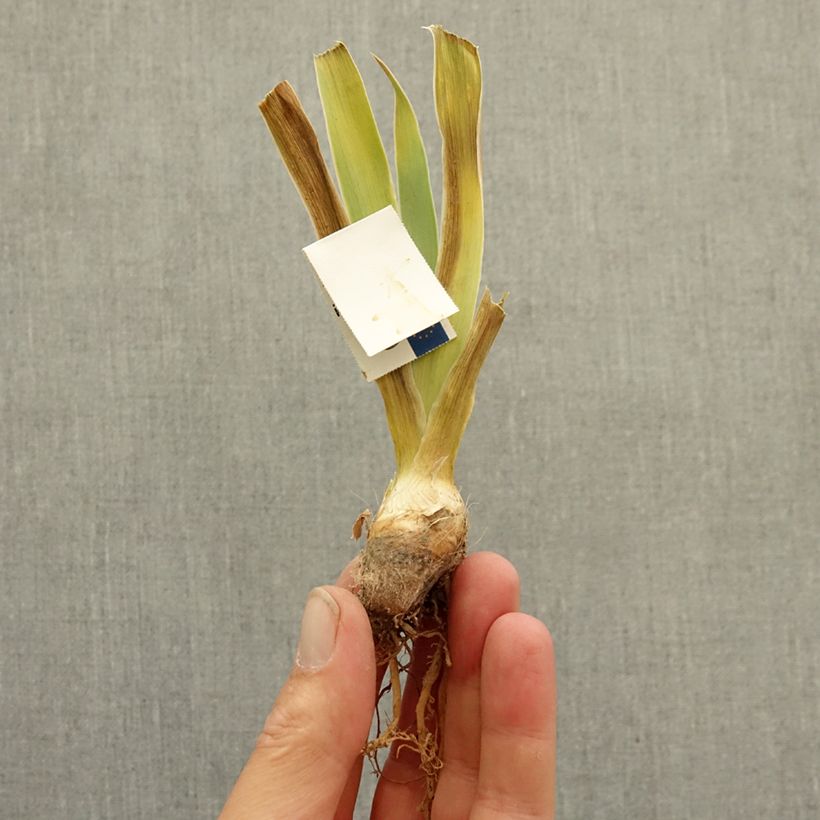 Spécimen de Iris germanica Baie Rose - Iris des Jardins intermédiaire Rhizome tel que livré en hiver
