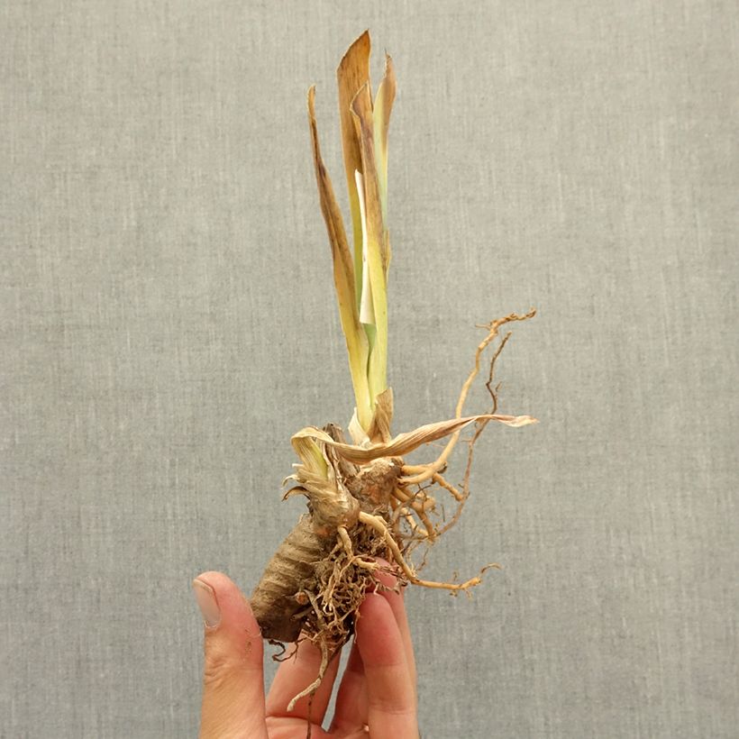 Spécimen de Iris germanica Beauté De Sologne - Iris des Jardins Rhizome tel que livré en hiver