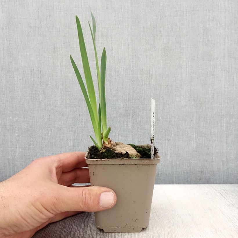 Spécimen de Iris germanica Bébé Rose - Iris de bordure Godet de 8/9 cm tel que livré au printemps