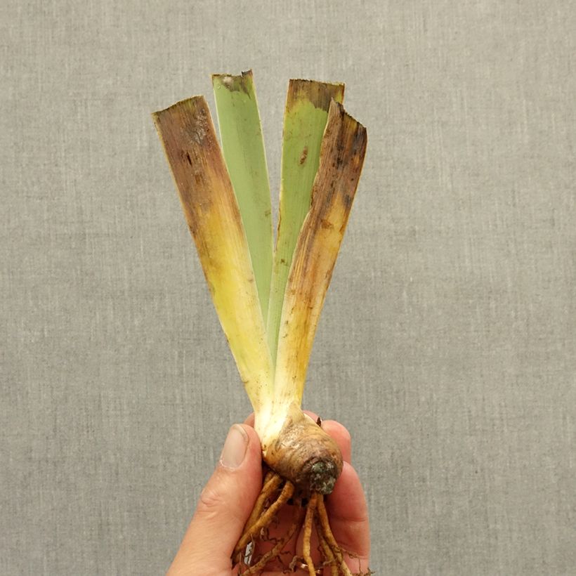 Spécimen de Iris germanica Bel Azur - Iris des Jardins intermédiaire Rhizome tel que livré en hiver