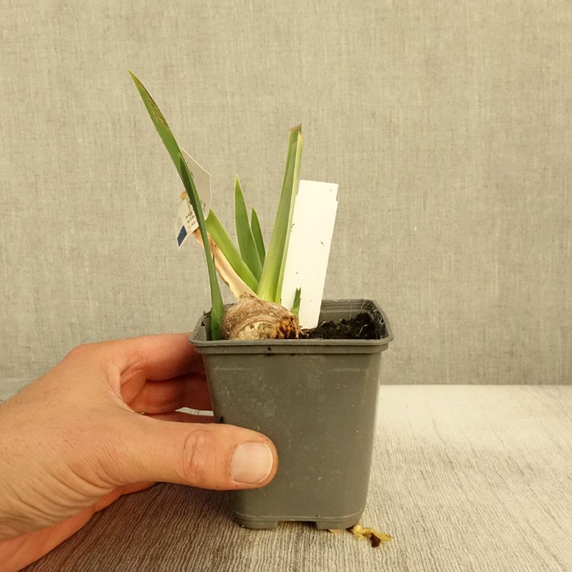 Spécimen de Iris germanica Belle Surprise - Grand Iris des Jardins Godet de 8/9 cm tel que livré en automne
