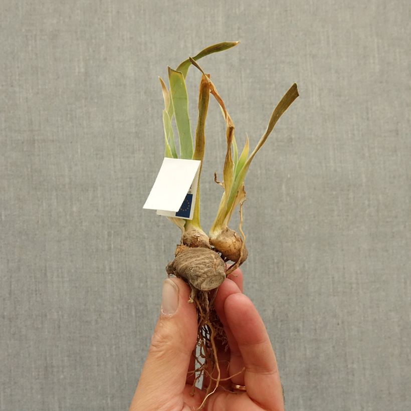 Spécimen de Iris germanica Bistro - Iris des Jardins intermédiaire Rhizome tel que livré en hiver