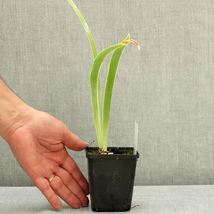 Spécimen de Iris germanica Black Knight - Iris des jardins Godet de 8/9 cm tel que livré en été