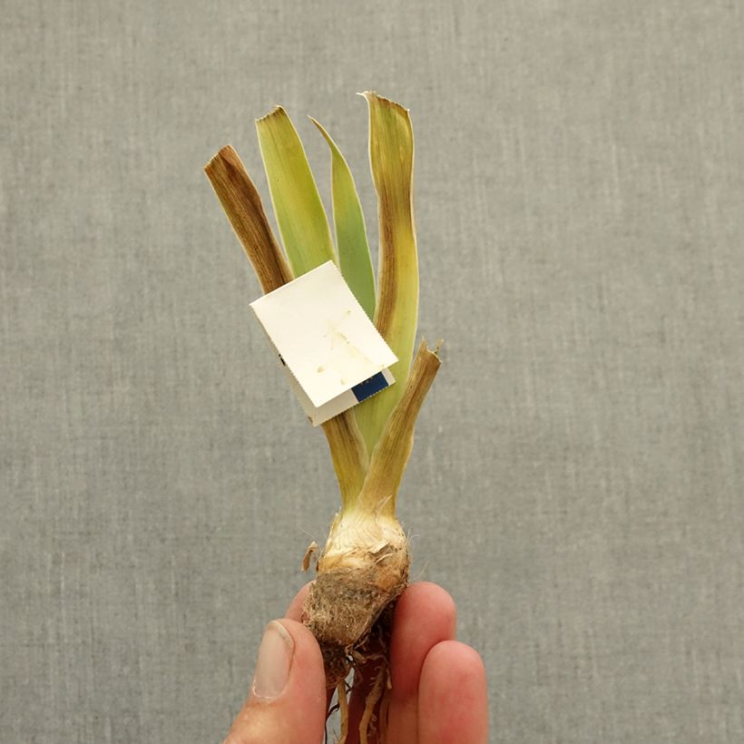 Spécimen de Iris germanica Blissful - Iris des Jardins Lilliput Rhizome tel que livré en hiver