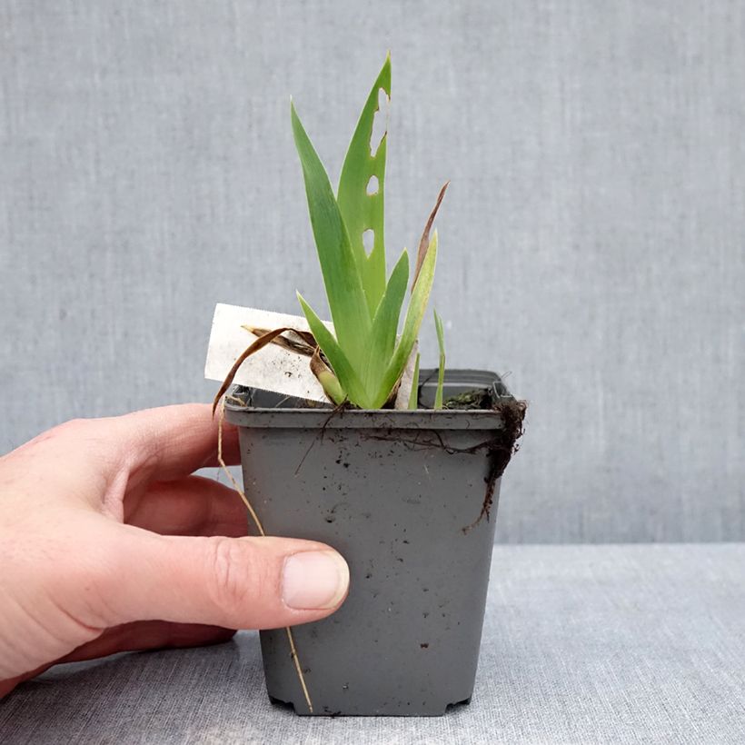 Amostra de Iris germanica Blue Crusader Vaso de 8/9 cm tal como entregue no inverno