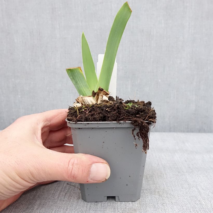 Spécimen de Iris germanica Blue Sapphire - Iris des Jardins Godet de 8/9 cm tel que livré en hiver