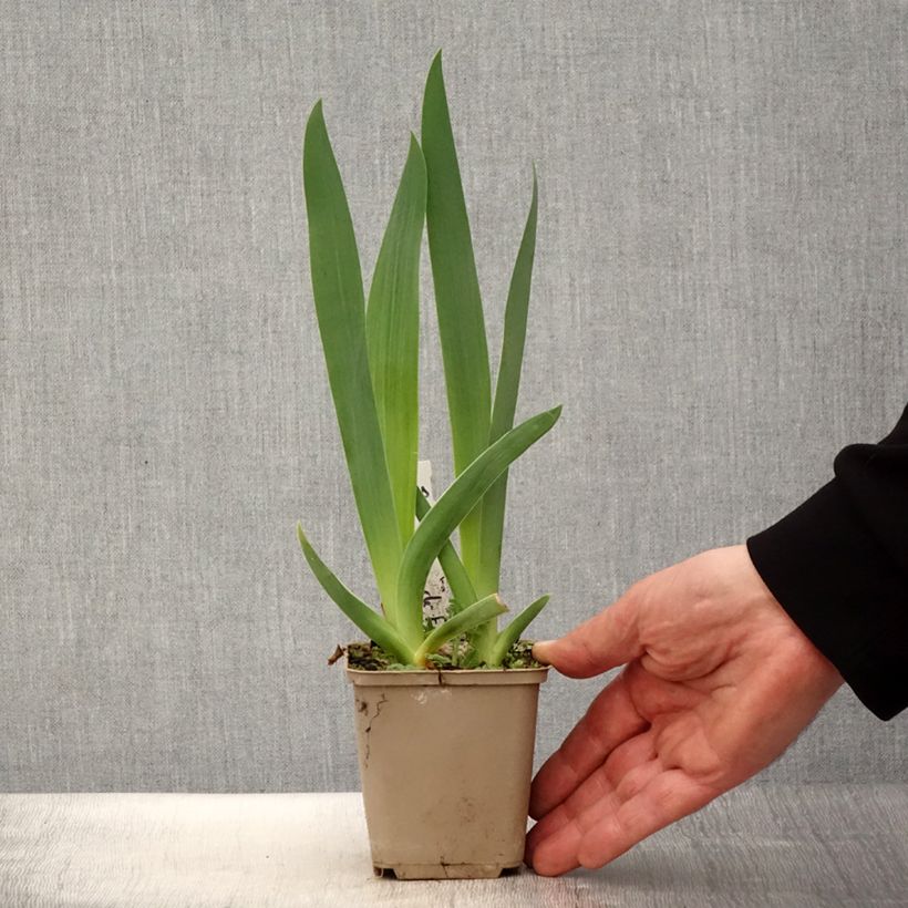 Iris germanica Brin de Folie Maceta de 8/9 cm Ejemplar entregado en la primavera