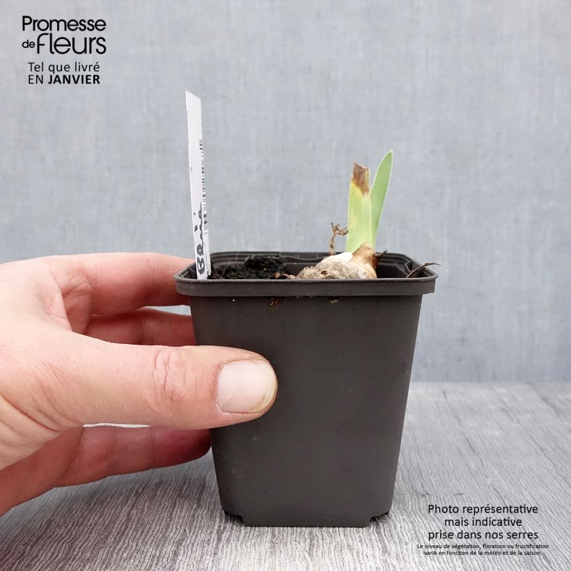 Spécimen de Iris germanica Brindled Beauty - Iris des Jardins Godet de 8/9 cm tel que livré en hiver