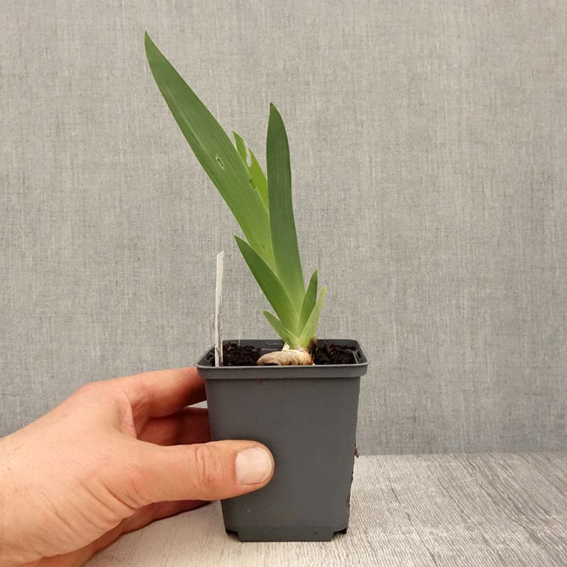 Amostra de Iris germanica Brindled Beauty Vaso de 8/9 cm tal como entregue na primavera