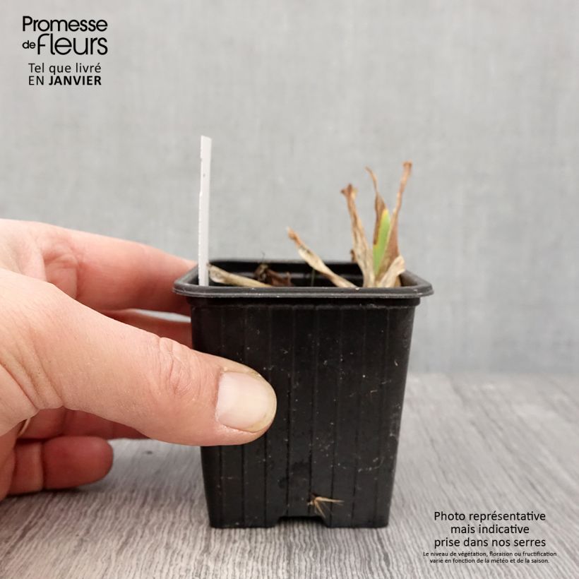 Spécimen de Iris germanica Candy Apple - Iris Lilliput ou nain  Godet de 8/9 cm tel que livré en hiver
