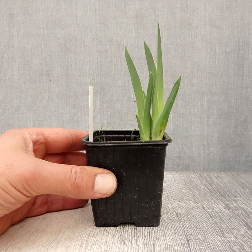 Spécimen de Iris germanica Candy Apple - Iris Lilliput ou nain  Godet de 8/9 cm tel que livré au printemps